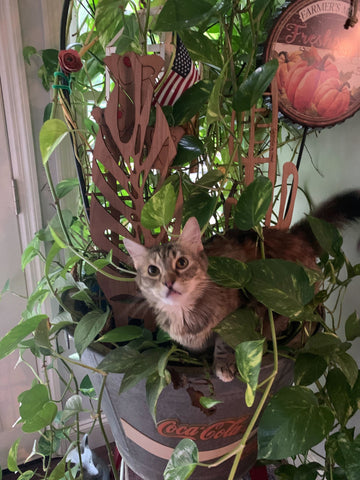 Cat sitting in a pothos plant pot in front of a wooden trellis