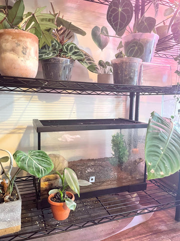 plant room with a wire shelf and a tank with a tarantula