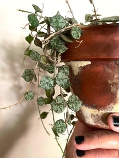 Hoya Curtisii in a terracotta pot with patina