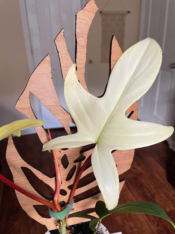 all white leaf on Philodendron Florida Ghost