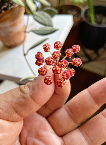 Hoya flower bloom