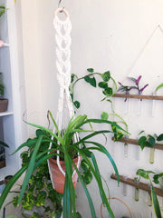 A spider plant in a terracotta pot hanging from a white macrame hanger