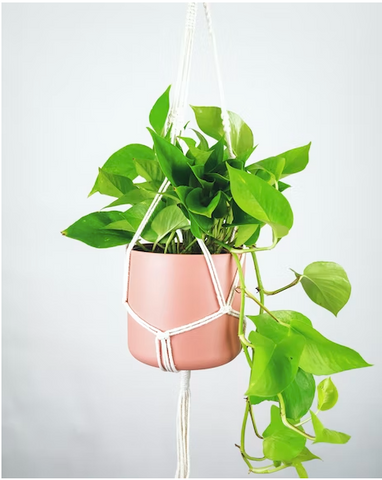 jade pothos in hanging planter