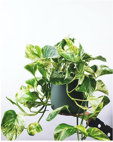 trailing marble queen pothos