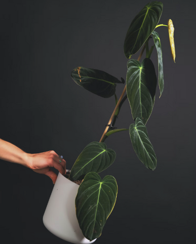 Image of a person's hand holding philodendron melanochrysum