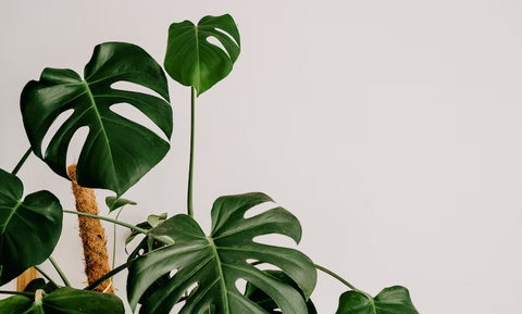 monstera leaves