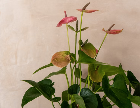 Anthurium flamingo flower