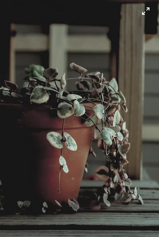 string of hearts plant in terracotta pot