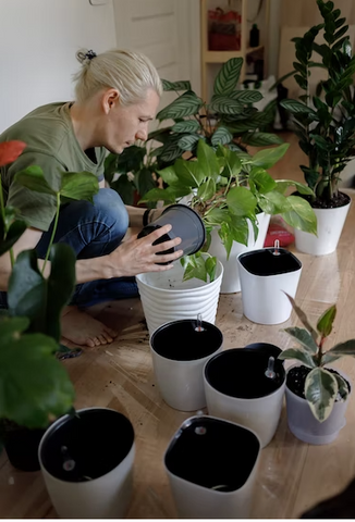 self watering pots being repotted