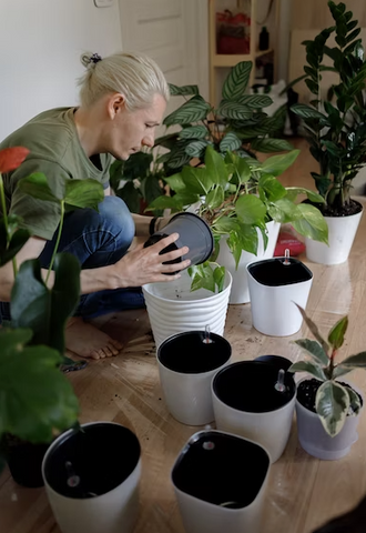 plants being repotted