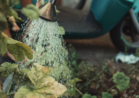 Plants being watered