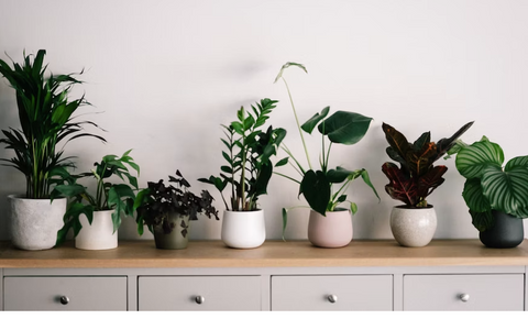 Plants on a shelf