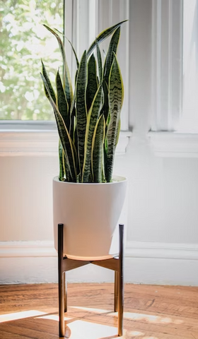 snake plant