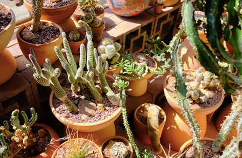 cacti garden