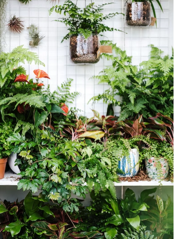 plants grouped together on a table