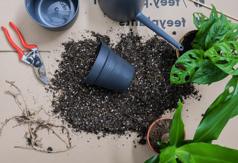 houseplant soil