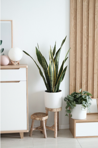 single snake plant in a white planter on a plant stand