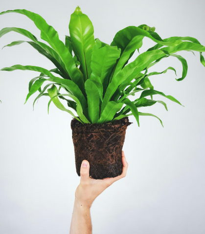 A hand holding up an unpotted birds nest fern