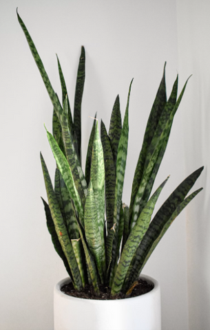 Snake plant in the corner in a white planter