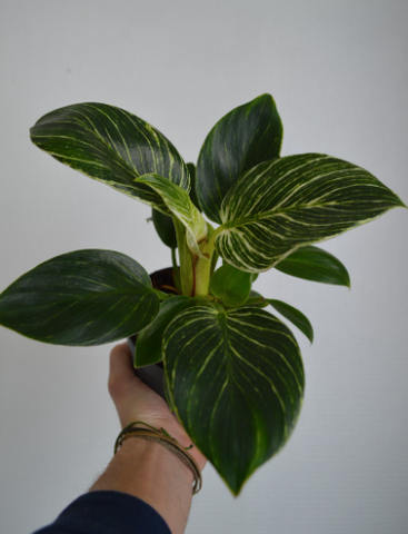 Philodendron birken with lightly variegated leaves