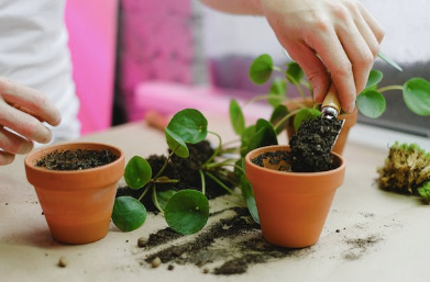 person repotting a small plant