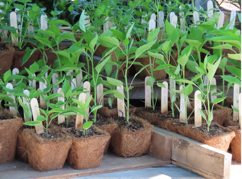 seedlings planted in coco with plant labels