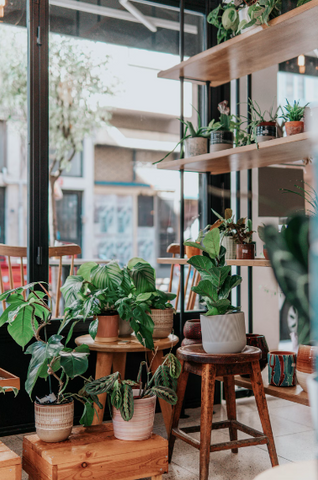 a group of plants by a window