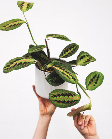 Maranta in white planter