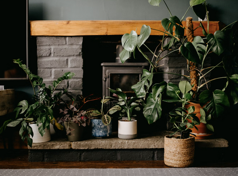 a group of plants on a fire place