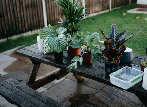 a group of potted houseplants on a table after being watered