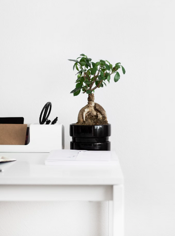 Office desk with a single plant