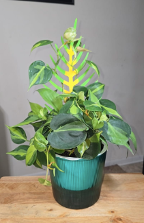 Vining house plant on DIY wooden plant trellis Palmella