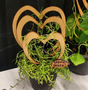 Trailing succulent on wooden indoor plant by Treleaf