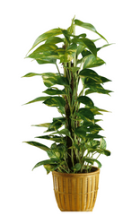 pothos plant climbing a moss pole in a brown pot