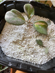 Hoya kerrii cutting in perlite