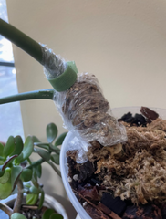 Philodendron node wrapped with spaghnum moss for air layering