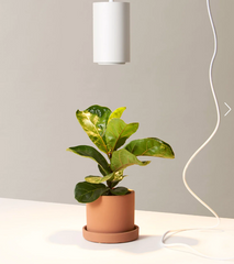 Fiddle leaf fig plant in a terracotta pot under a white grow light