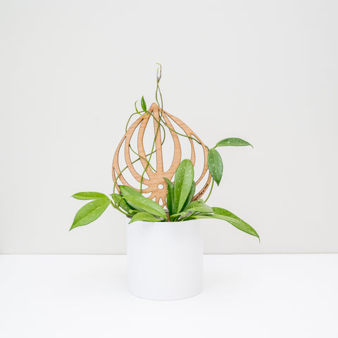 A hoya with long tendrils wrapped around a trellis made by Treleaf