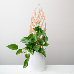 wooden trellis supporting a pothos plant in white pot