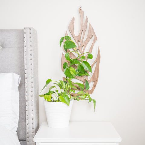 pothos on wall mount