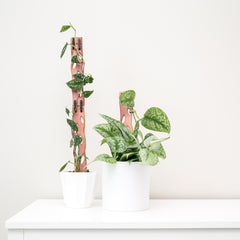 wooden plank support with satin pothos in a pot