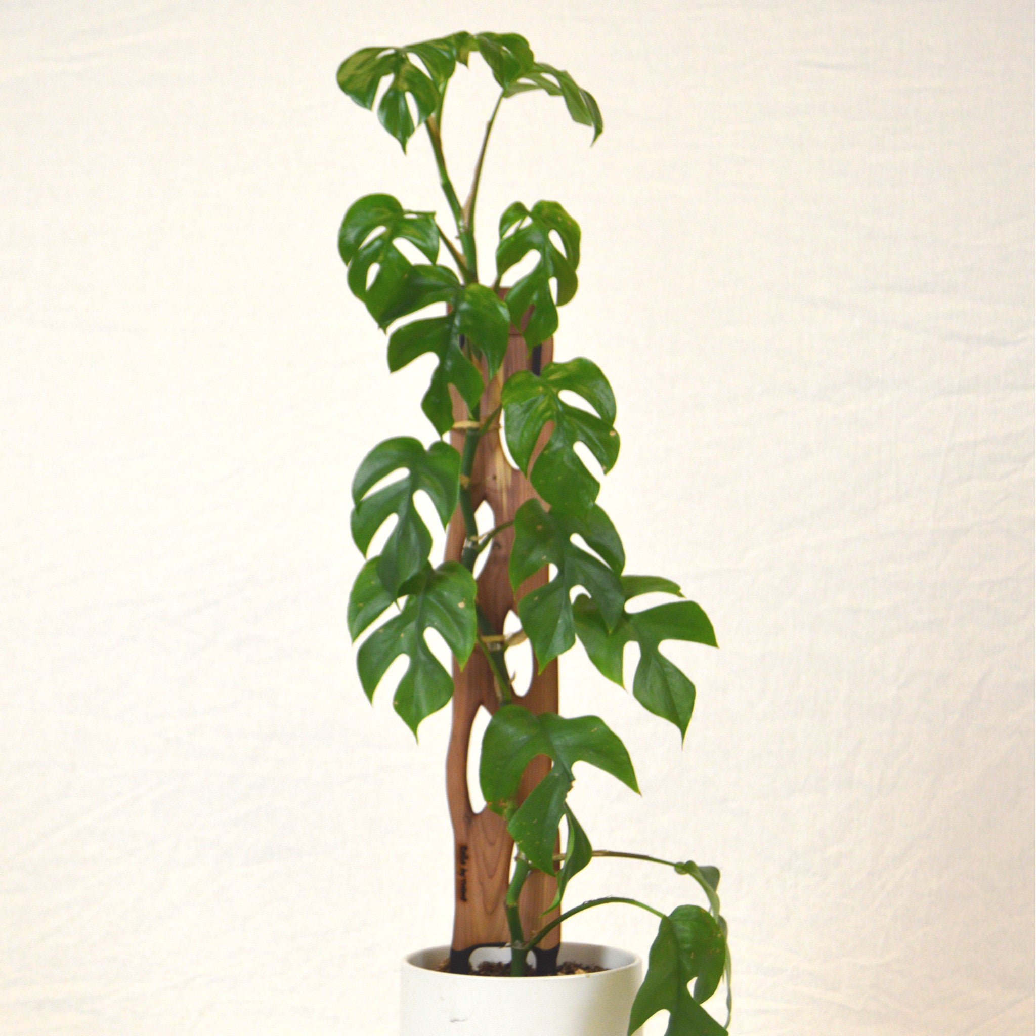 Mini Monstera growing on Zella wooden plant support by Treleaf