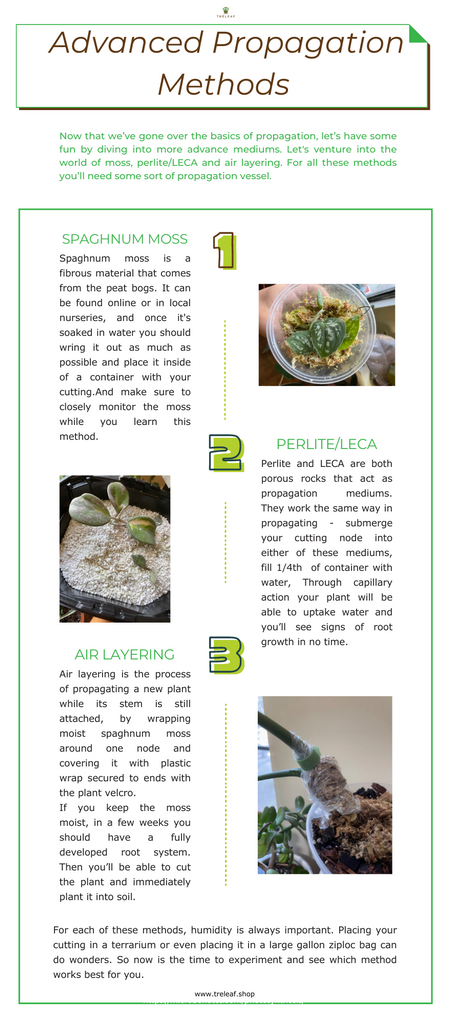 infographic about house plant propagation methods - LECA, spaghnum moss, perlite and air layering