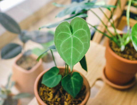 juvenil Anthurium clarnvervium