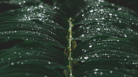 a close up of a leaf with water droplets on it