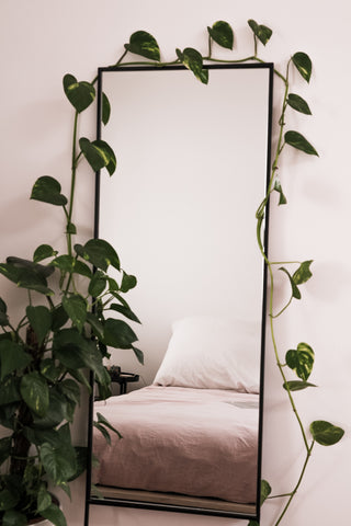 pothos trailing around floor mirror