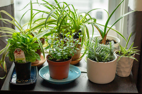 small plants growing on a windowsill