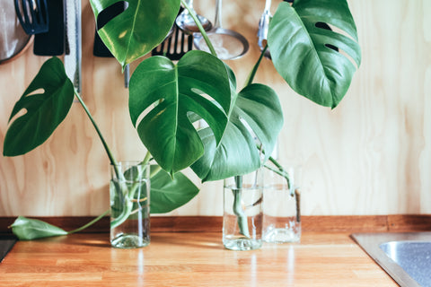 Monstera cuttings in water