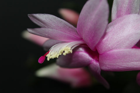 Close up of a Christmas Cactus bloom