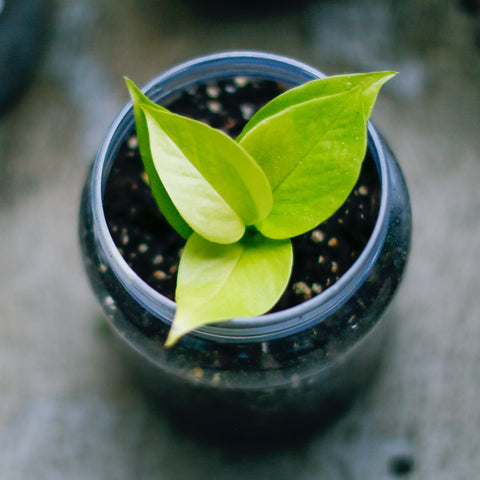 three leaves of neon pothos